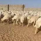 غنم حريات رخال