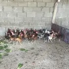 دجاج بلدي وفيومي