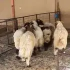 للبيع طليان نعيم طيبه