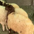 ذبيحتك لباب بيتك