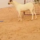 مشروع فحل بيشي
