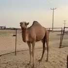 قعدان للبيع