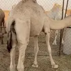 قعود قصب شحم