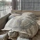 جوزسلاحف سلوكاتا