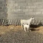 معزا متابيع