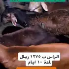 سواكن شحم ولحم العدد 5