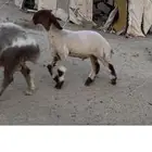 مشروع فحل نعيم صنف