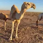 ناقه