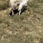 شاه خلفه طيبه سديس
