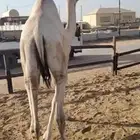 قعدان مستورده طيبه شحم
