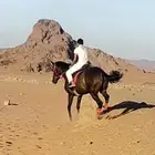 للبيع فرس شعبية