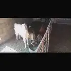 ماعز للبيع ويوجد رابط للفيديو