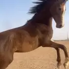 مهر كفو جدا جدا