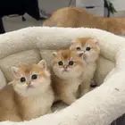 كيتن سكوتش للحجز