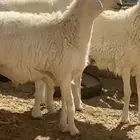فحل حري صنف فاخر