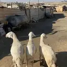 4 عروض حلال مشروطة وطيبة