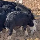 ارخال