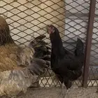 دجاج بلدي ودجاجه كولمبي وديك باكستاني