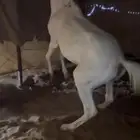 حصان مصري بيور مميز