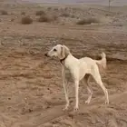 سلقه بدل