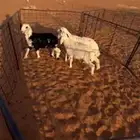 هرافي 3
