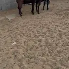 تيوس. جذعان. مخاصي. العدد 2 البيع جمله 2300 ريال