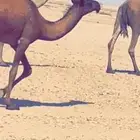 عشراء معها بكره