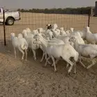 لبيع غنم رفيد