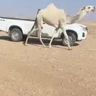 للبيع بكره كفو