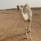 للبيع القعود الكفو الرماني فوق البداوه
