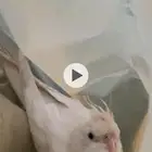 كروان كوكتيل البينو