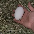 وز عراقي منتج