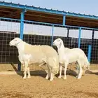 طليان حريات صنف