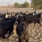 للبيع معزا عوارض مراح