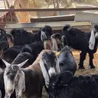 تيوس عوارض طيبه بالحيل
