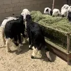 طليان نجد مراح واحد