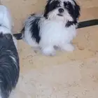 كلب شيتزو للبيع