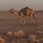 للبيع بكره سهيل حقه