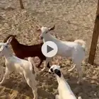 معزا بيشيات