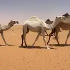 مفرود اوضح على ولد الحاكم الموقع جنوب شرق قبه وحوار للبيع
