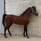 حصان واهو