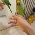 تم البيع تم البيع دره ذكر اليف