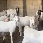 معزاء بيض