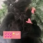 هاف بيكي هملايا قط صغير للبيع