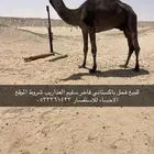 فحل بكستاني فاخر