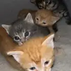 قطط تبني حايل