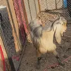 تيس فحل حار ومشروط تم البيع
