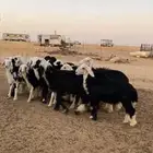 نجدي بهم