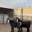 جفره وتيس