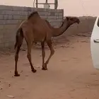 بكرة للبيع